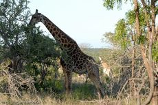 Giraffe (45 von 94).jpg